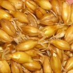 Close-up of malted barley grains showing small sprouts