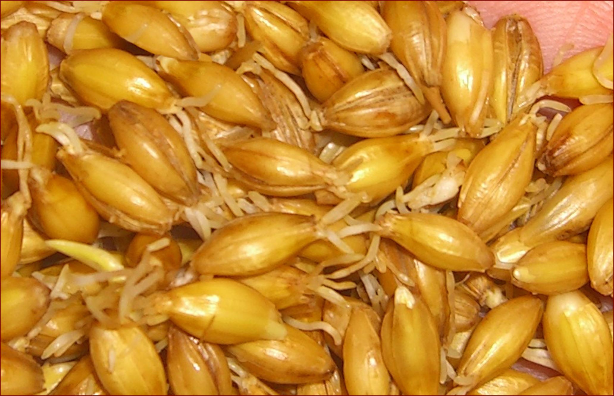 Close-up of malted barley grains showing small sprouts