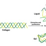 COllagen is a triple helix, and is partially broken down to make gelatin, which can be in either a liquid or gel form.