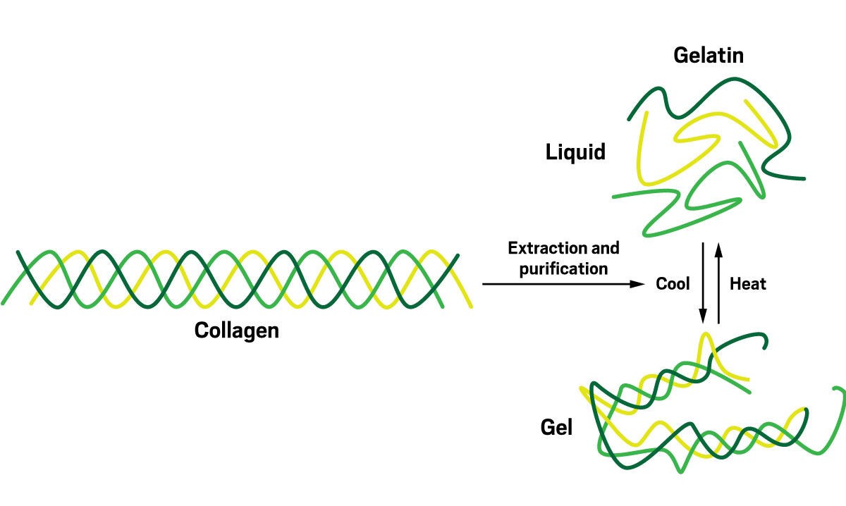 COllagen is a triple helix, and is partially broken down to make gelatin, which can be in either a liquid or gel form.