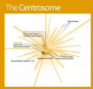 Centrosome