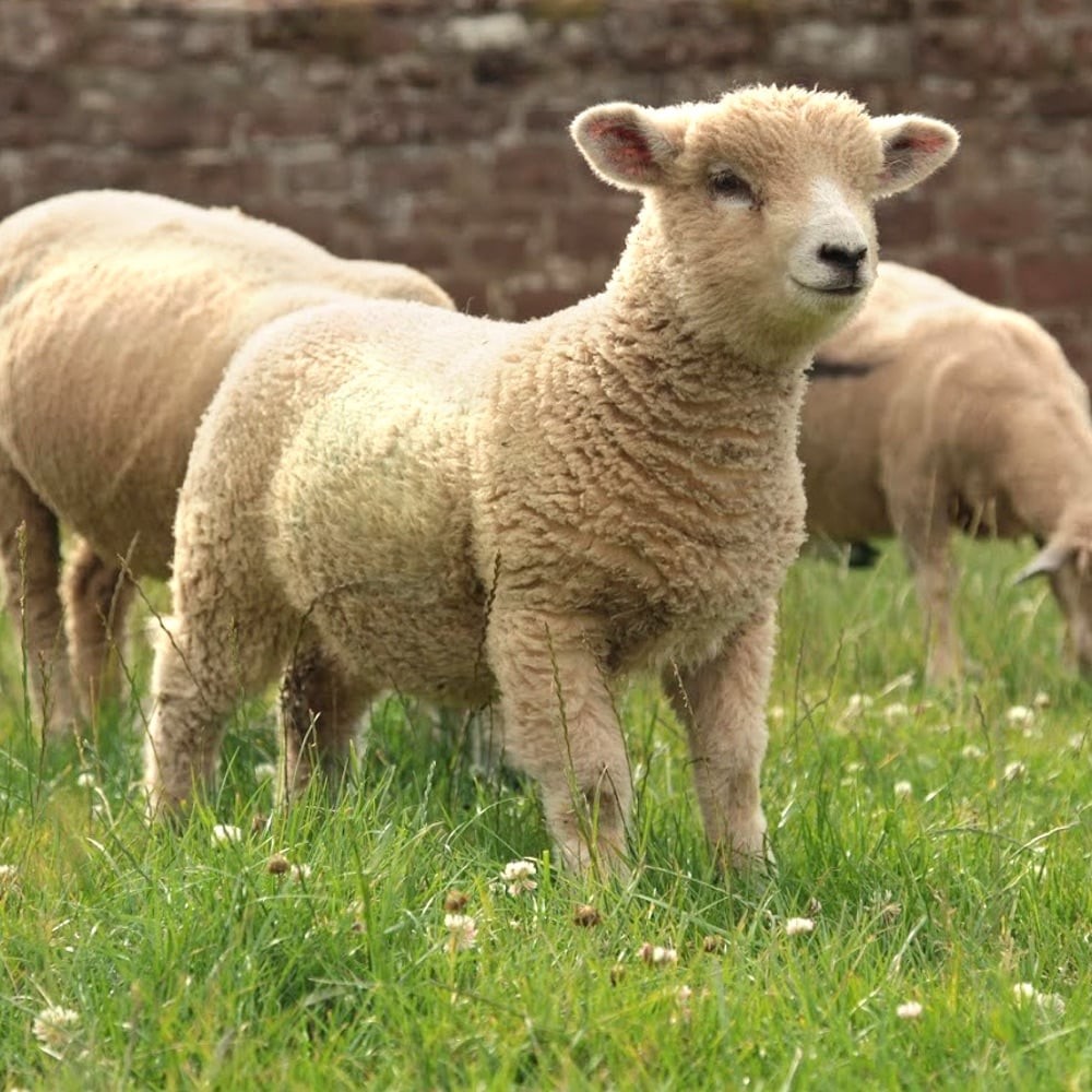 Lambs in a field