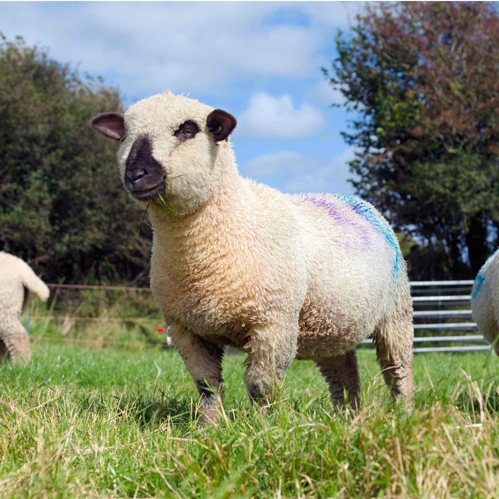 Dorset Down Sheep Breed