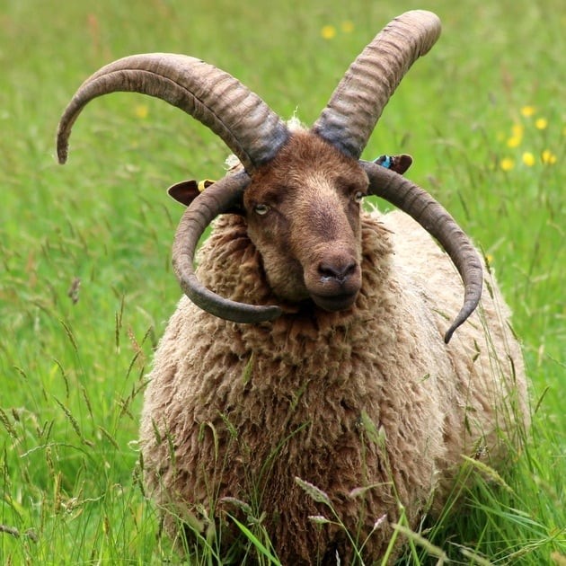 Manx Loughton Sheep Breed