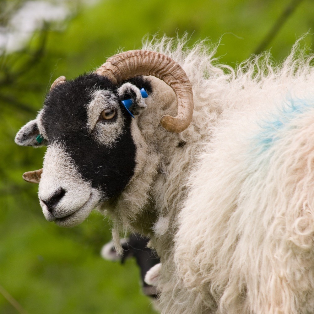 Swaledale Sheep Breed