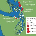 What Does WSG Mean in the Fight Against European Green Crab Invasion in the Salish Sea?