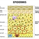 Layers of epidermis. Structure of the human skin. Image Credit: Designua / Shutterstock