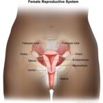 Diagram illustrating female reproductive system anatomy, highlighting uterus, ovaries, fallopian tubes, cervix, and vagina, emphasizing the cervix's position connecting uterus and vagina.