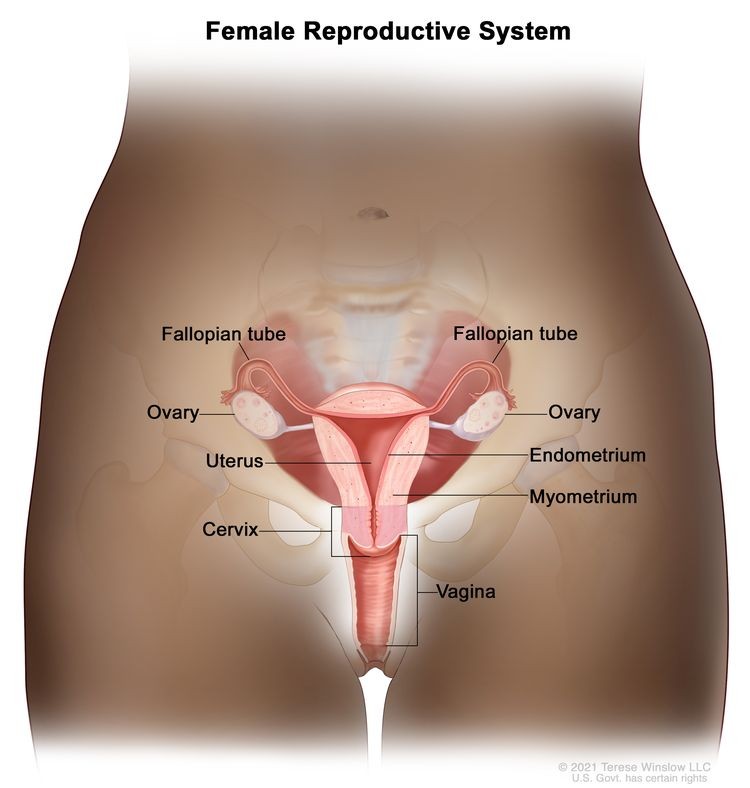 Diagram illustrating female reproductive system anatomy, highlighting uterus, ovaries, fallopian tubes, cervix, and vagina, emphasizing the cervix's position connecting uterus and vagina.