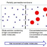 Diagram illustrating osmosis: water molecules move from a high concentration (dilute solution) to a low concentration (concentrated solution) across a partially permeable membrane.