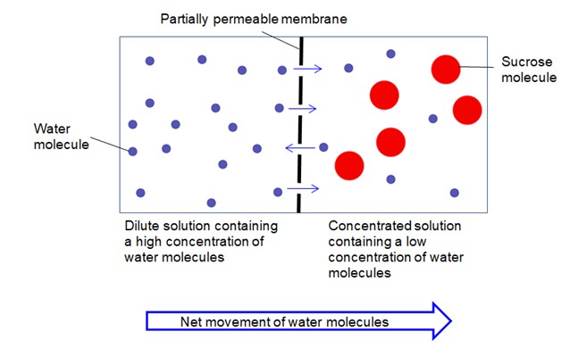 Diagram illustrating osmosis: water molecules move from a high concentration (dilute solution) to a low concentration (concentrated solution) across a partially permeable membrane.