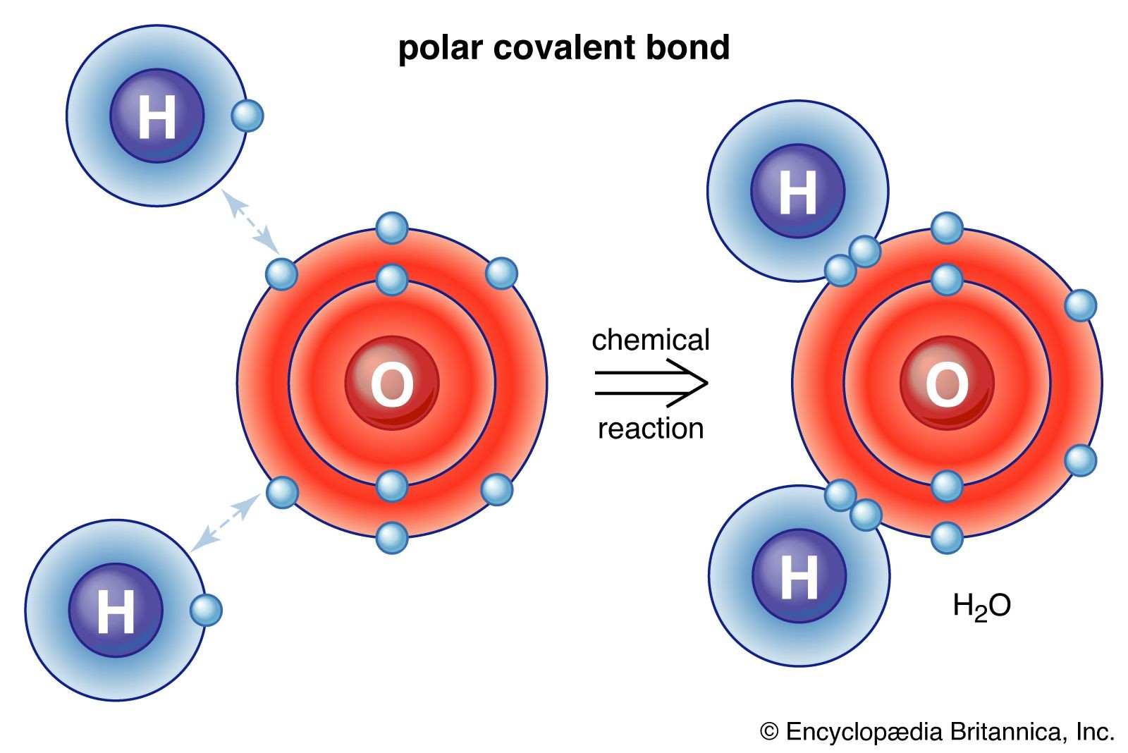 Diagram illustrating a polar covalent bond in a water molecule, showing the unequal sharing of electrons between oxygen and hydrogen atoms.