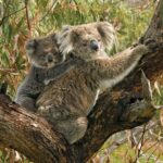 A mother koala carrying her joey on her back in a eucalyptus tree.