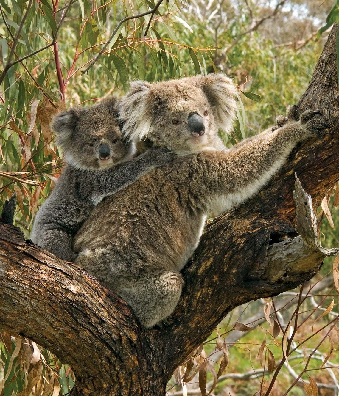 A mother koala carrying her joey on her back in a eucalyptus tree.