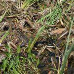 Baby alligator resting at Wild Florida