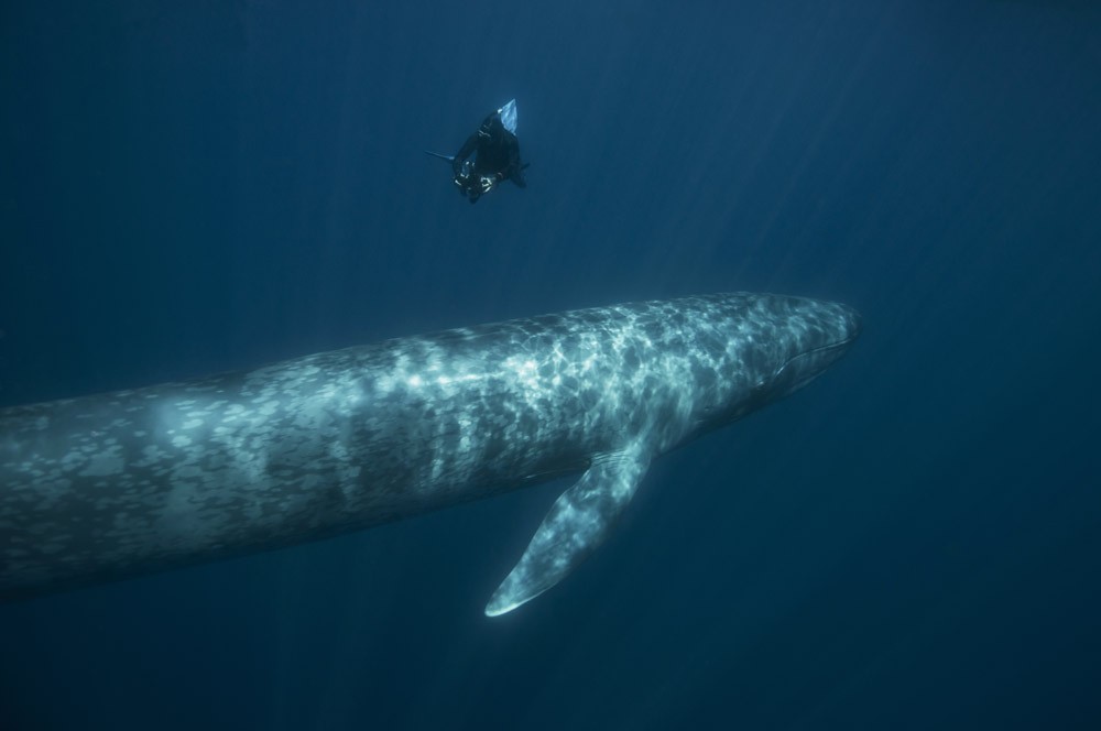 Blue Whale