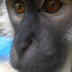 Bob the Vervet monkey, a young primate with a curious gaze at the Primate Rescue Center