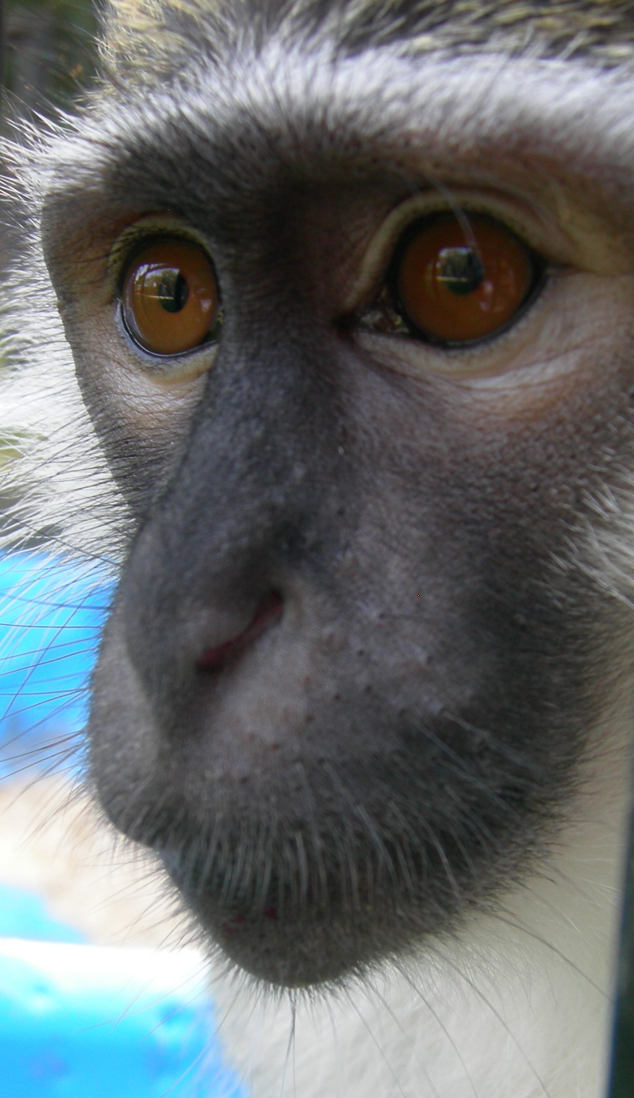 Bob the Vervet monkey, a young primate with a curious gaze at the Primate Rescue Center