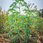 Cassava or manioc cultivation in Uganda, highlighting its importance as a resilient food crop introduced to Africa through the Columbian Exchange.