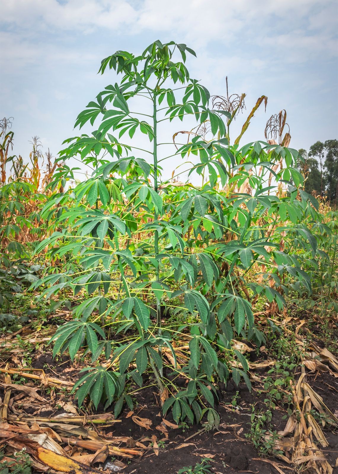 Cassava or manioc cultivation in Uganda, highlighting its importance as a resilient food crop introduced to Africa through the Columbian Exchange.