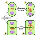 Cell furrow