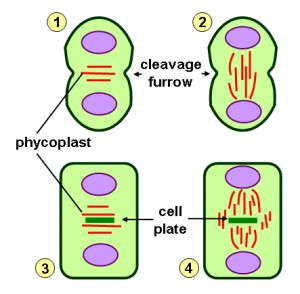 Cell furrow