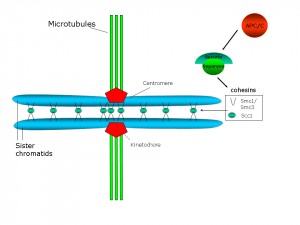 Chromosome Cohesion