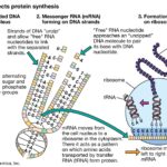 Diagram illustrating the process of protein synthesis, starting with DNA in the cell nucleus and ending with the creation of proteins at ribosomes.