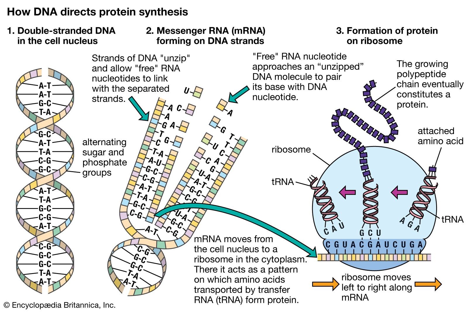 Diagram illustrating the process of protein synthesis, starting with DNA in the cell nucleus and ending with the creation of proteins at ribosomes.