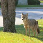 A coyote in the suburbs