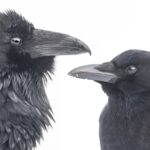 Raven and Crow photographs in head and shoulders profile for comparison