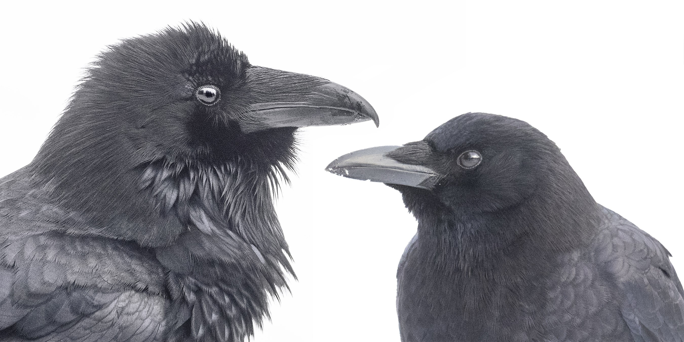 Raven and Crow photographs in head and shoulders profile for comparison