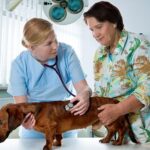 Dachshund with its owner getting checked by a veterinarian.