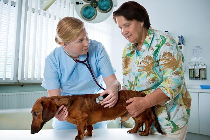 Dachshund with its owner getting checked by a veterinarian.