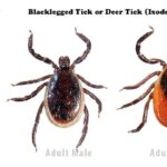 Close-up of a family of black-legged ticks in different life stages, including larva, nymph, adult male, and adult female, showcasing their small size and varying appearances.