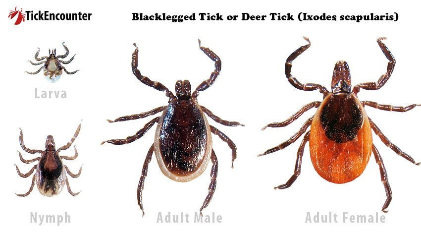 Close-up of a family of black-legged ticks in different life stages, including larva, nymph, adult male, and adult female, showcasing their small size and varying appearances.