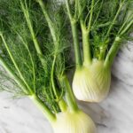 Close-up of a fresh fennel bulb, highlighting its texture and shape. Learn about what is fennel and its nutritional benefits.