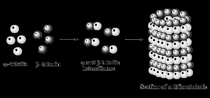 Microtubules