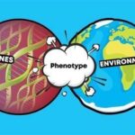 Genotype vs Phenotype: Examples and Definitions