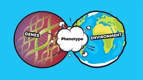 Genotype vs Phenotype: Examples and Definitions