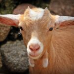 A cute brown baby goat, representing the slang term GOAT (Greatest Of All Time).