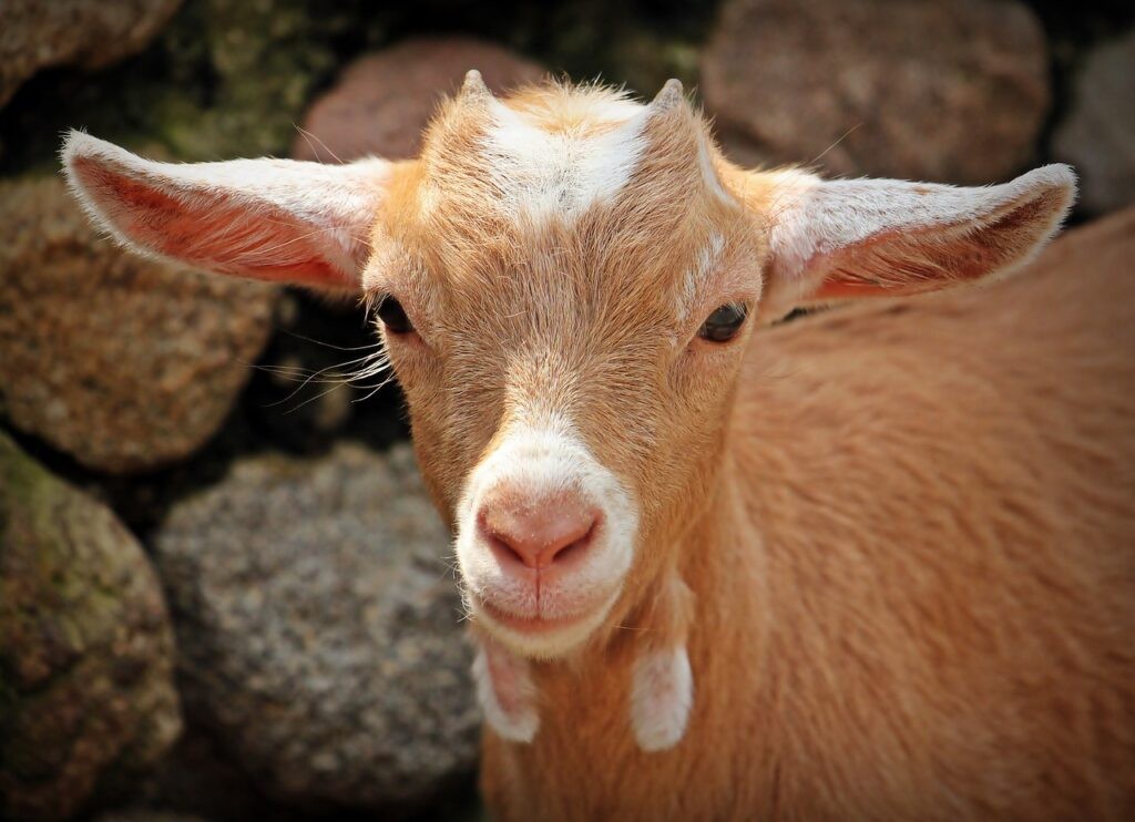 A cute brown baby goat, representing the slang term GOAT (Greatest Of All Time).