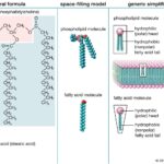 Diagram illustrating the structure of lipids, showing hydrophilic heads and hydrophobic tails in stearic acid and phosphatidylcholine molecules.