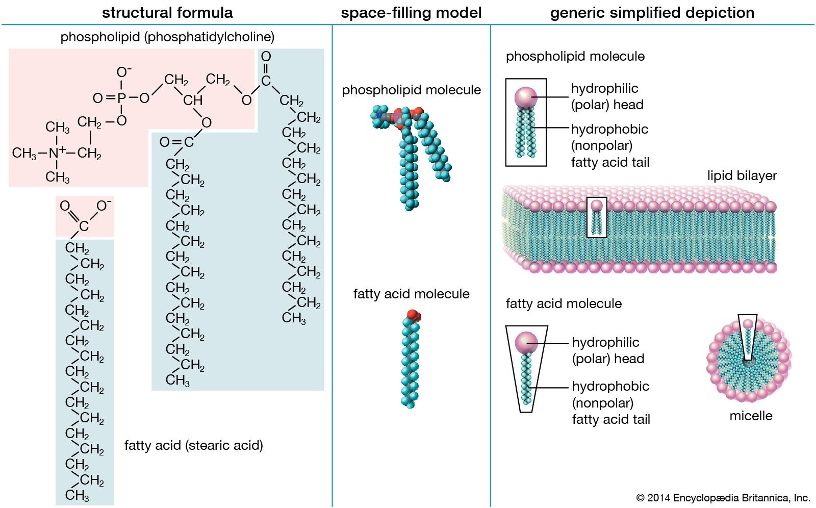 Diagram illustrating the structure of lipids, showing hydrophilic heads and hydrophobic tails in stearic acid and phosphatidylcholine molecules.