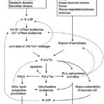 Mechanisms of rhabdomyolysis, showing diverse insults converging on a common pathway leading to muscle cell damage and release of intracellular contents.