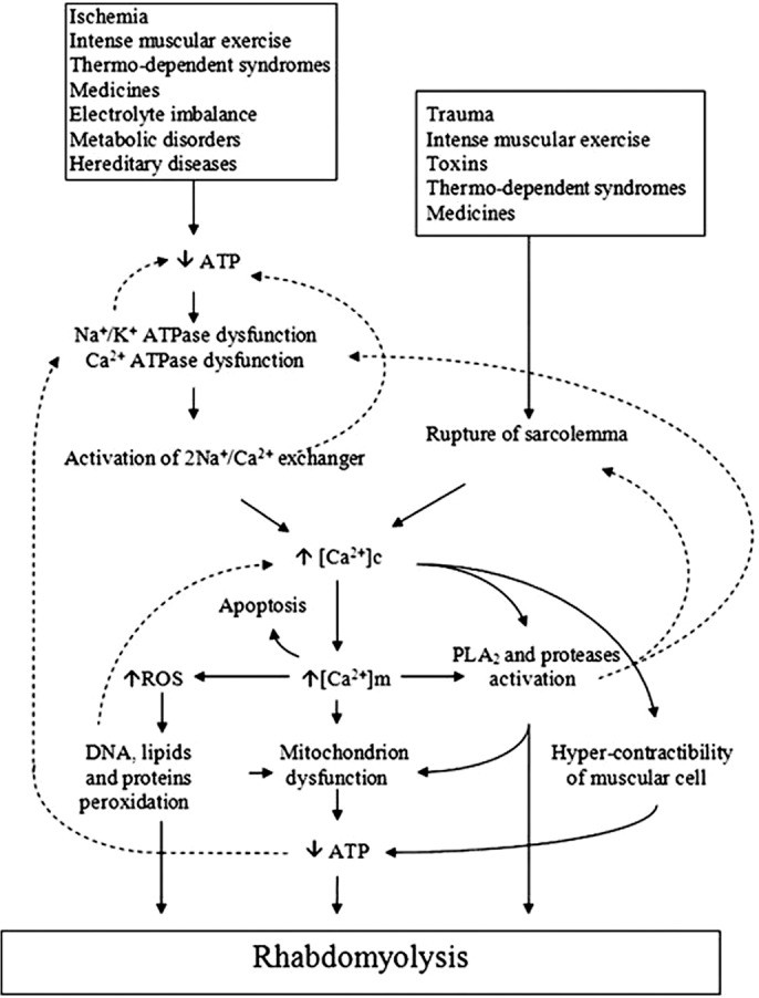 Mechanisms of rhabdomyolysis, showing diverse insults converging on a common pathway leading to muscle cell damage and release of intracellular contents.