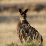 A kangaroo peacefully grazes on grass in Kangaroo Island, highlighting their plant-based diet.