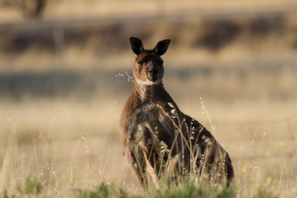 A kangaroo peacefully grazes on grass in Kangaroo Island, highlighting their plant-based diet.