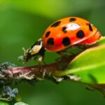 A ladybug diligently eating aphids on a vibrant green plant stem