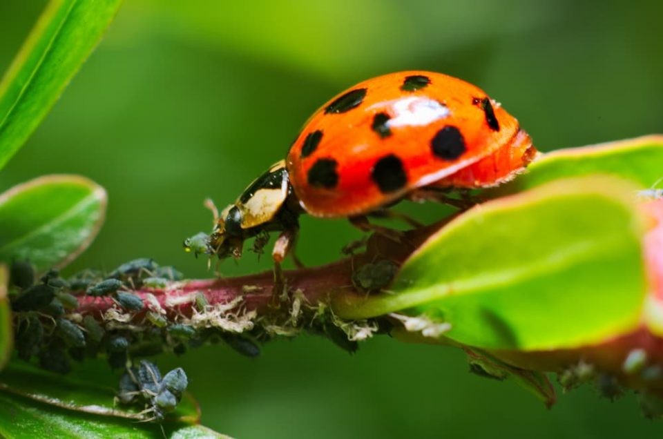 A ladybug diligently eating aphids on a vibrant green plant stem